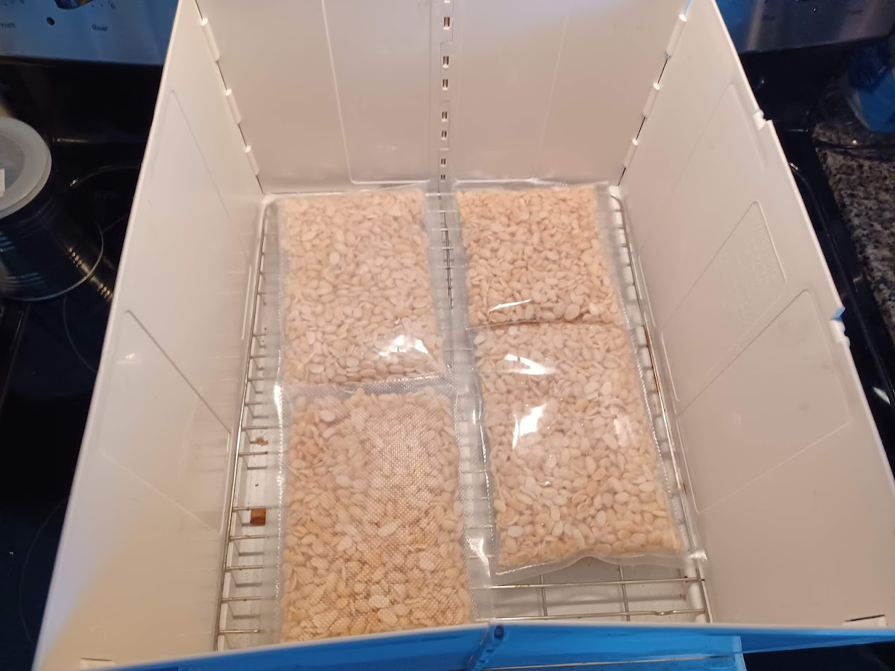 Four bags of inoculated beans in the incubator