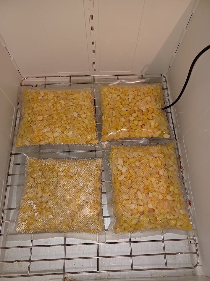 Four bags in incubator showing no visible change after twelve hours