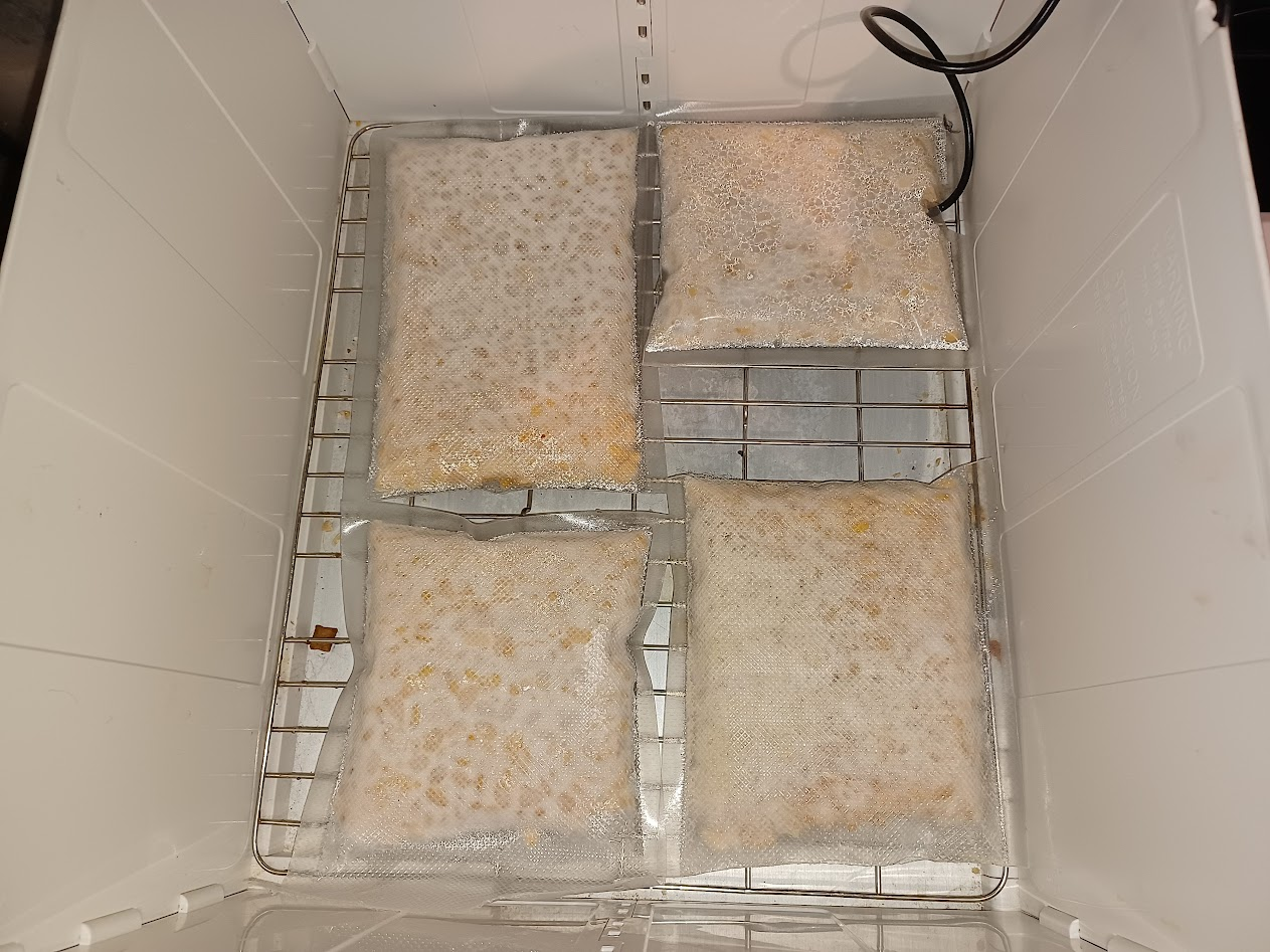 White mycelium growing through the soybeans