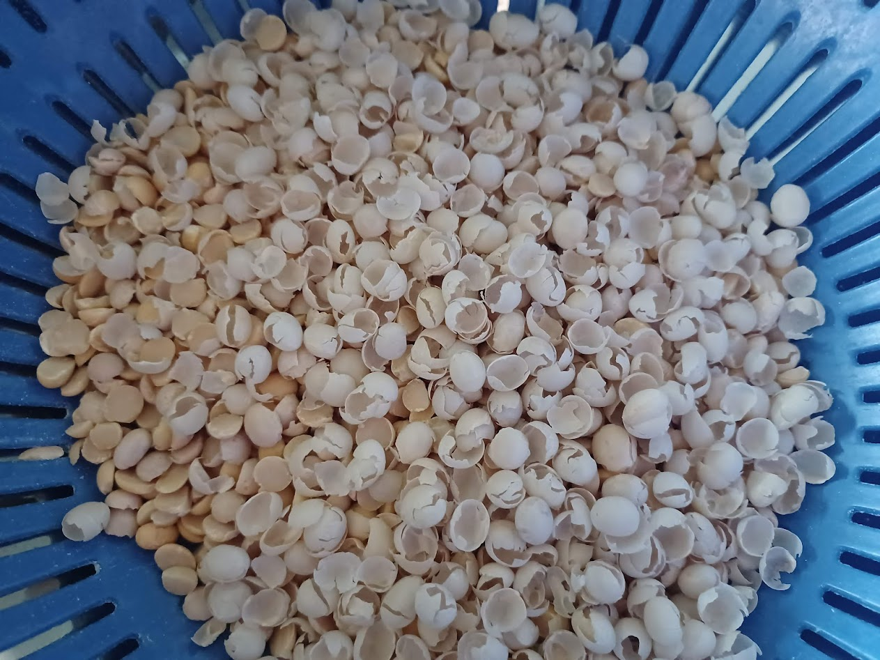 Clean split soybean halves in a blue colander