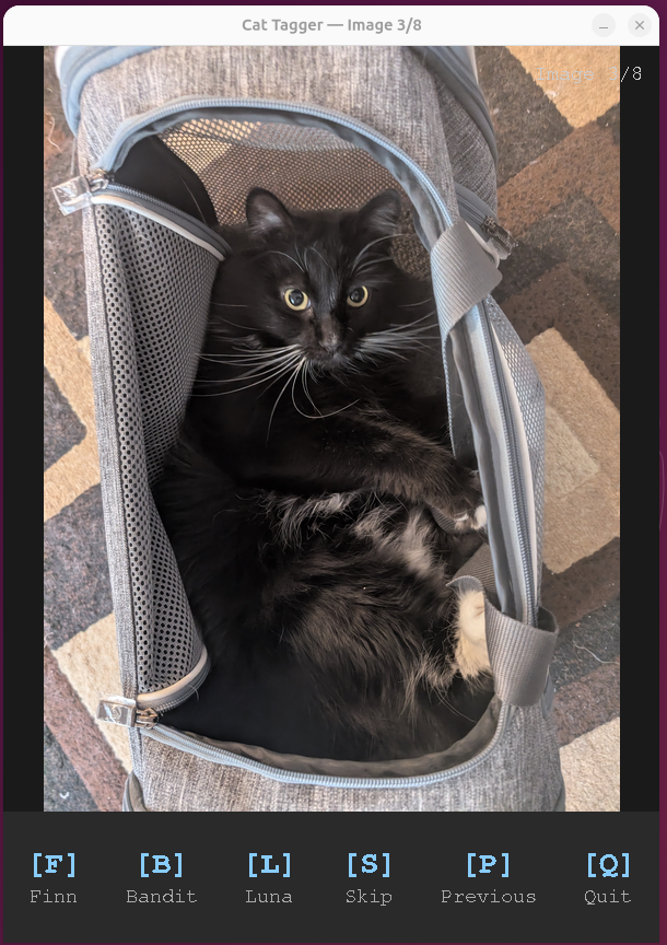 Screenshot of a cat classification tagger tool showing two black cats in a crate, with keyboard shortcut overlay at the bottom: F for Finn, B for Bandit, L for Luna, S for Skip, P for Previous, Q for Quit